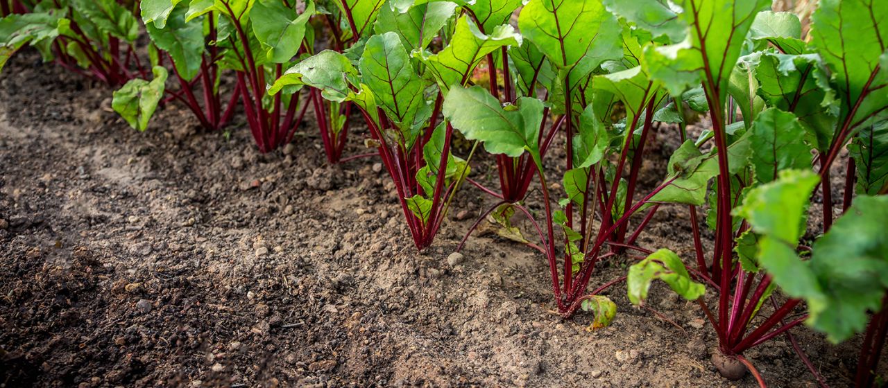 Hof Eckhoff - Qualitätskartoffeln aus eigenem Anbau - Rote Beete